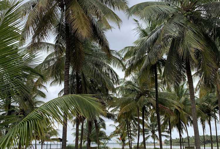 Scenic palm-lined walkway leading to the lake
