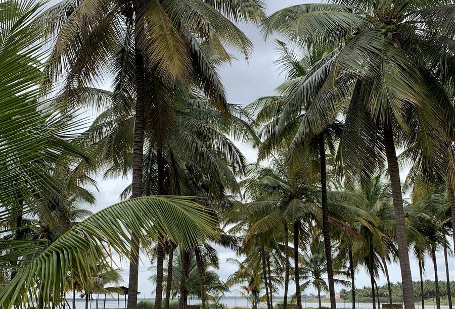 Palm walkway leading to lakeside view at resort