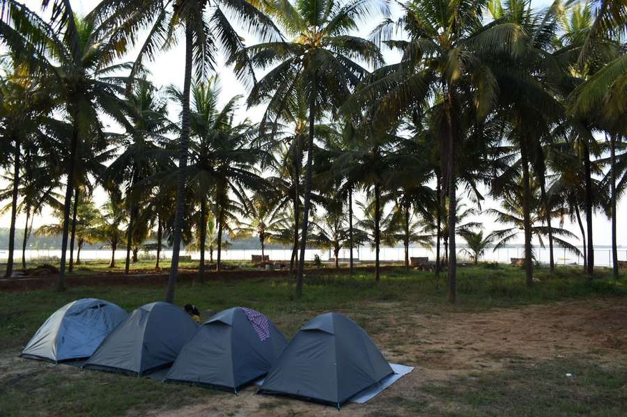 Tent camping under coconut grove near lake at Thumbe Goodu