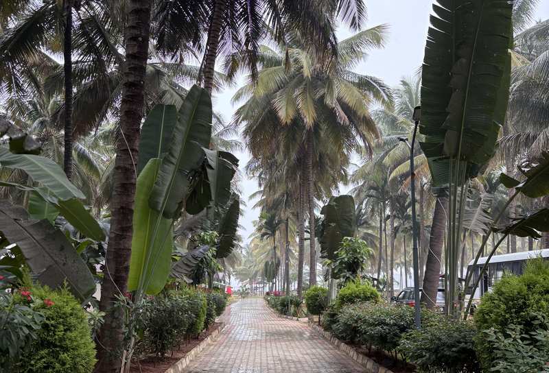 Palm-lined scenic walkway at Thumbe Goodu Resort